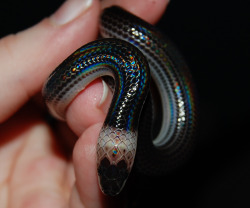 ouroboner:  baby Sunbeam Snake 