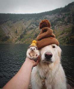 dawwwwfactory:Beanie boys Click here for more adorable animal pics! 