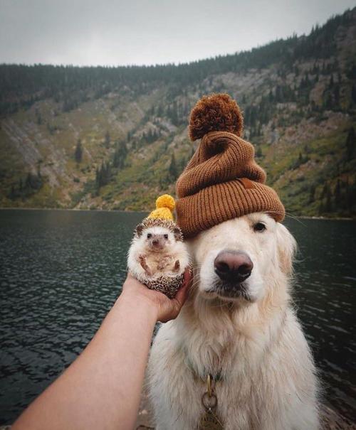 petkota:Beanie boys