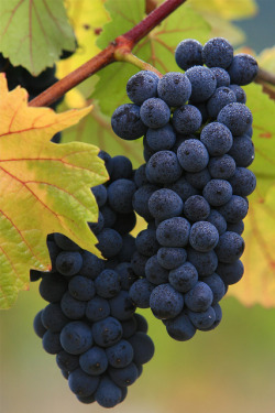 lillypotpie:  Autumn Grapes by KidsLoveAnimals