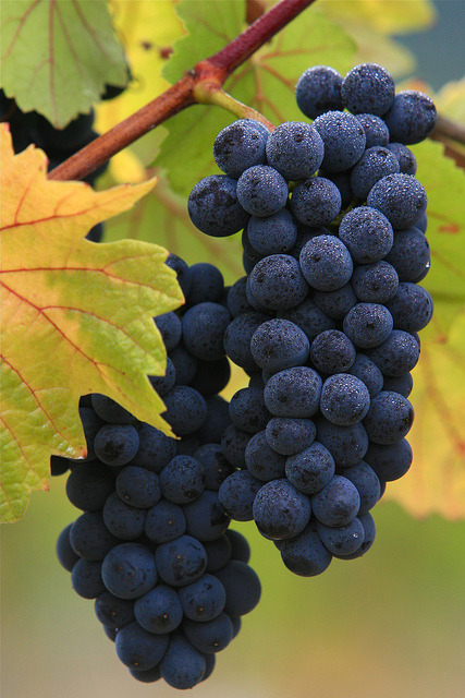 XXX lillypotpie:  Autumn Grapes by KidsLoveAnimals photo