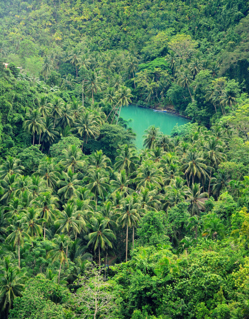 travelgurus:            Palm Forest - by Panagiotis - at Bohol, Philippines                 Travel G