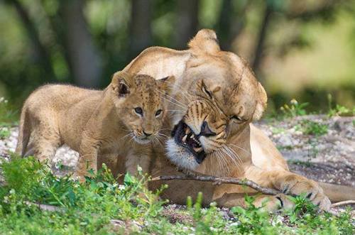 zooborns:  Zoo Miami’s Lion Cub Makes His First Public Apearance  For the first time in Zoo Miami history, a Lioness and her cub went on public exhibit together. First-time mother Asha and her three month old male cub K’wasi thrilled zoo guests last