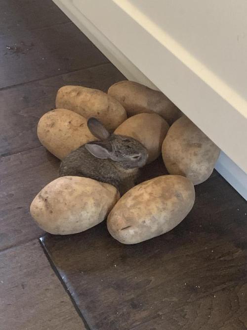 hitmewithcute: Let him wander around the house. Thought I lost him but he was next to the potatoes