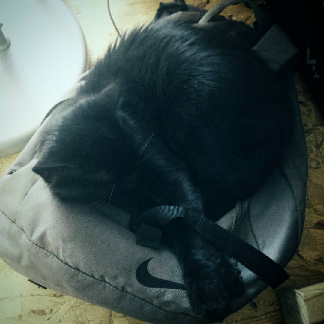 Just got home threw away my back pack and Kitty instantly chose to make use of it