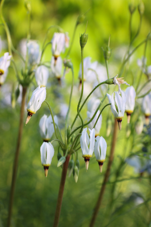 The garden comes to life in full force in May.Early Morning dew fall glistens on these Shooting Star