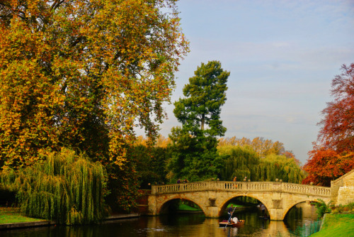 autumn trees