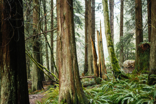 darkcoastphotography: Belcarra Bay, Port Moody, British Columbia (Insta) 2017