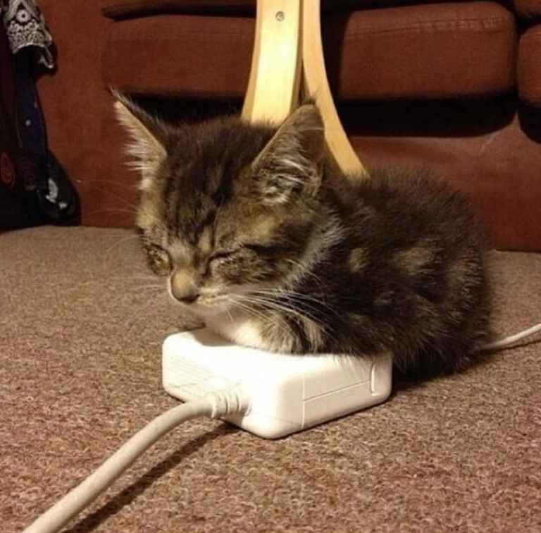 awwww-cute:  Kitten warming his mittens 