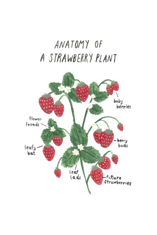 ash-elizabeth-art:Anatomy of a strawberry plantA high-res downloadable version of this artwork is av