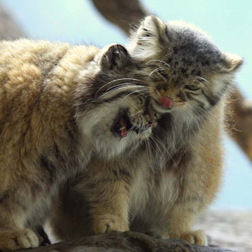 Pallas Cats (via Viktor Kiryushko)