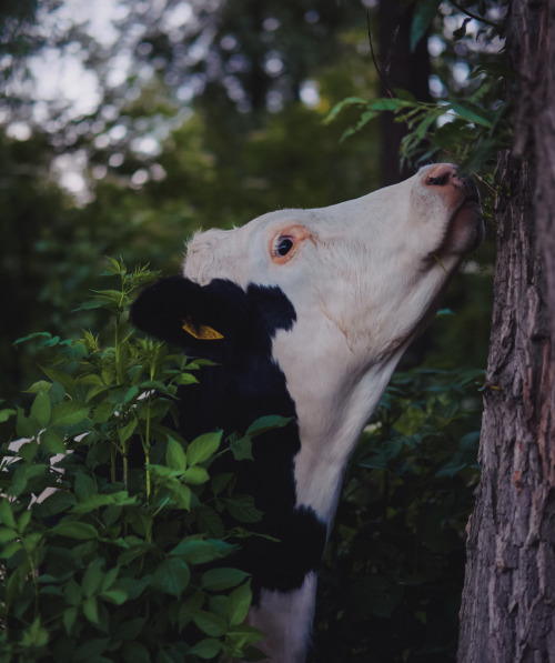 klaasfoto: Cow smelling a treeOw, spelling a zeeNow telling a beeWow, selling a knee