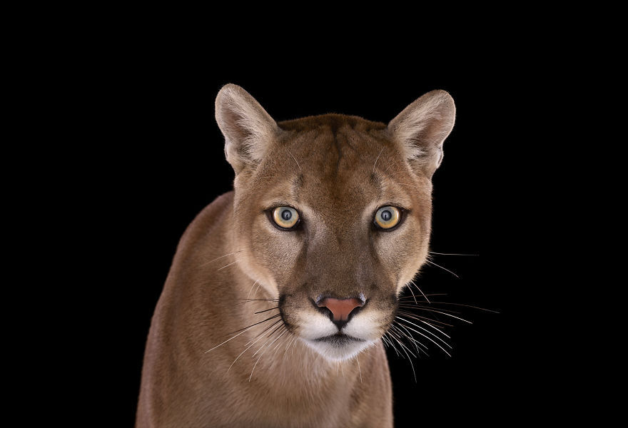 Studio Portraits Of Exotic Animals Looking... - quotes n words