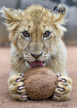 earthandanimals:  “This is my coconut” by   Tambako The Jaguar   