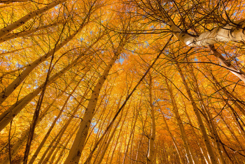 te5seract:California Gold,Magnificent McGee Creek &Golden CanopybyNirav T.Lothlorien