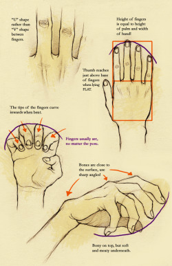 carnie-vorex:  fucktonofanatomyreferences:  A mouth-watering fuck-ton of hand references. [From various sources]  Useful. 