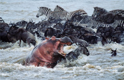 funkysafari:  Annual migration of millons of widlebeest in east africa, crossing the Marra River by Nature man2