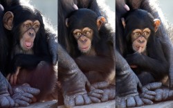 theanimalblog:  A baby chimp shows a variety