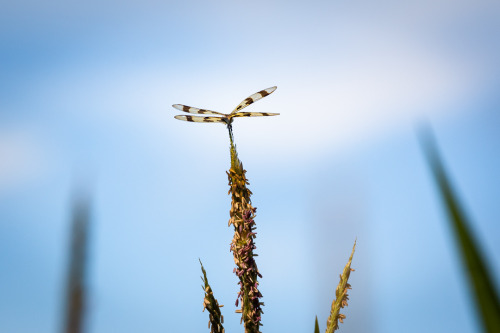 Dragonflies The dragonflies were busy pollinating the corn & soybeans a couple weeks ago on the 