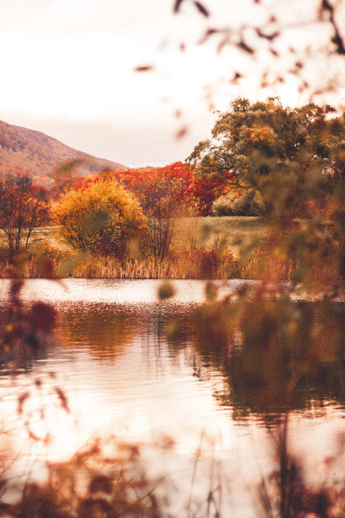 There My Heart Lays Sweetly In The Velvet Moor // Part 1