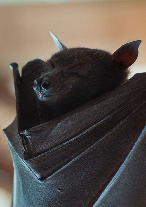 horrorandhalloween:Fruit bats vs Bela Lugosi