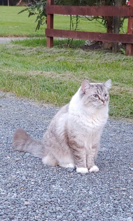 rewild: My dad made me stop the car so he could pet this cat Me as a parent.