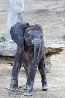 llbwwb:   Baby Iqhwa by Jutta Kirchner 