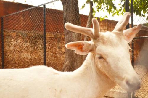 When I visited the zoo, I fell in love with the white deer.