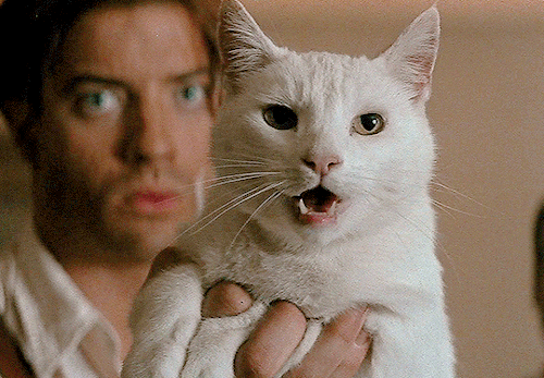 stevienick:✫ CATS IN FILM (5 / ∞)Practical Magic (1998)The Mummy (1999)Little