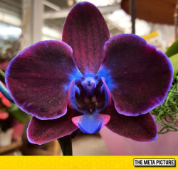 srsfunny:  Majestic Orchidhttp://srsfunny.tumblr.com/ 