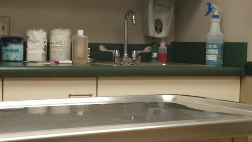 awwww-cute:  I am practically invisible (Source: http://ift.tt/2jdgx2N)