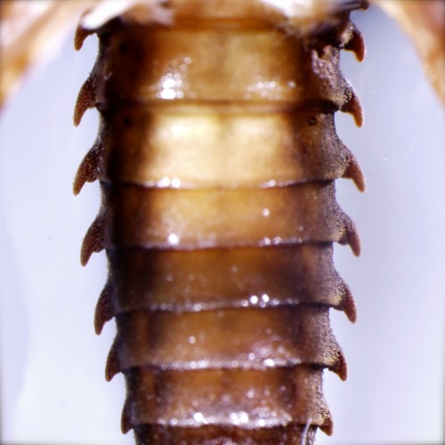 The abdominal segments of a Pteronarcys (Plecoptera, Pteronarcyidae). Pteronarcys are very sensitive