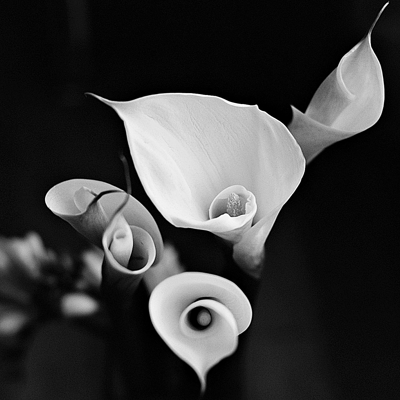 Lilies. ❤