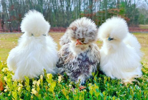 I Love My Sister, But Someone TELL ME WHY She Had To Get Chickens, And Not Just Normal Chickens Like