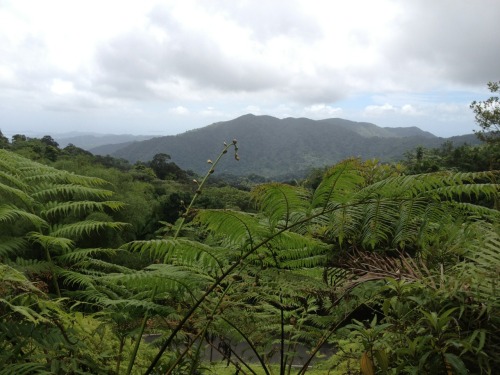 istealschoolproperty: El Yunque ❤