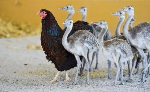 impossiblejellyfishfart: cryoverkiltmilk: catsbeaversandducks: Mama Hens And Their Babies Via Bor