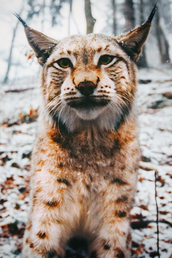 thelavishsociety:  A Day with a Lynx by Johannes