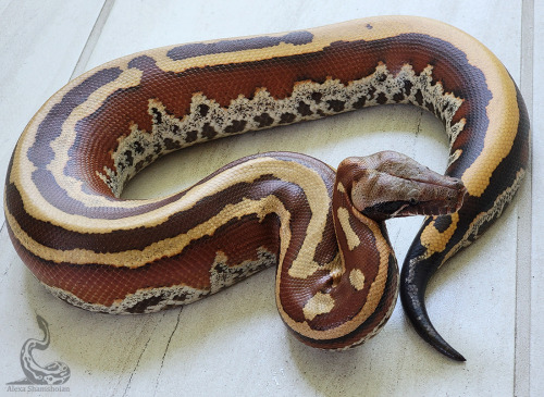 Trident is essentially everything I love in a blood python. Damn, he is such a snake. Beauty, health