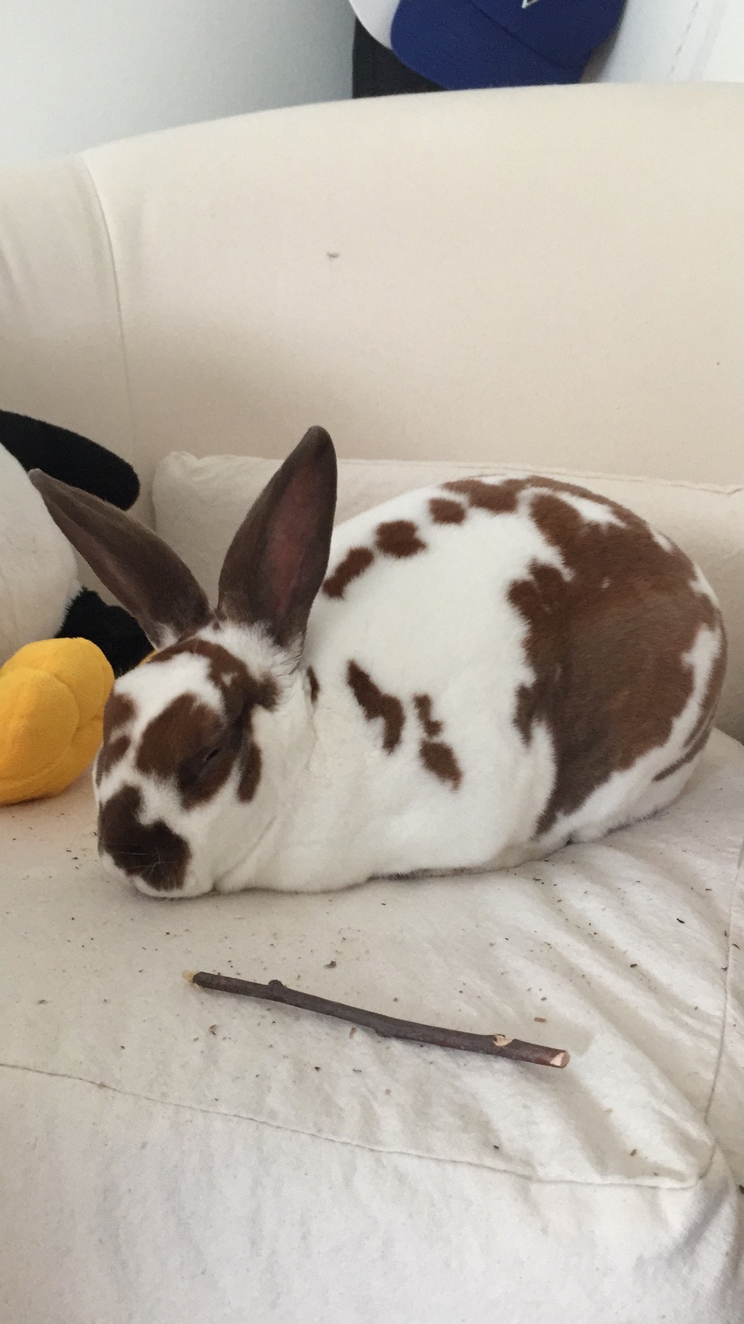 cosmic&ndash;jellyfish: yesiamspock:  Winston the Bun – a compilation   @dustidustbunni