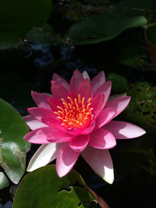 dailyplantfacts:Water lilies are members of the genus Nymphaea in the family Nymphaeaceae. The water