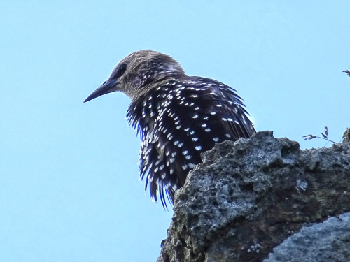 Murmuration Watcher. Bye, dear friends!