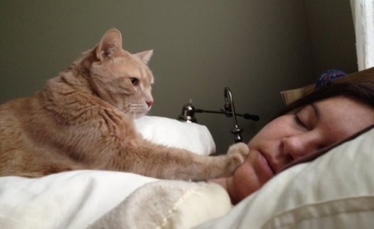 catsuggest: catsuggest: good morninge !  pls awake immediotely before im die of hunger.  