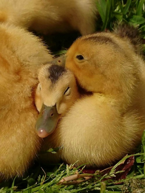 ducklingcentral:noivern:babbiesbabbies.