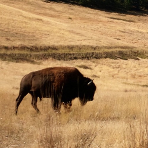 american bison