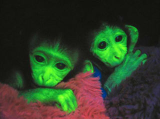 strangebiology:  They’re not photoshopped, these animals are truly glow-in-the-dark! Scientists