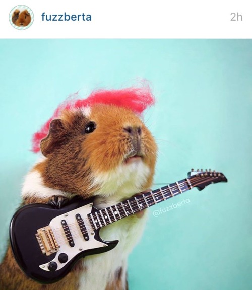 Follow Fuzzberta on Instagram, if you&rsquo;re into this sort of thing.