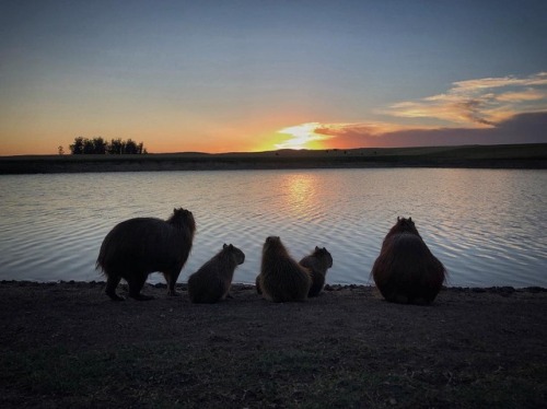 sun down with new friends . . . #sunset #uruguay #mytinyatlas #igersuruguay #carpincho #rodents #pon