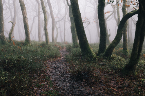 ardley:Perspectives on a WoodlandPhotographed by Freddie Ardley