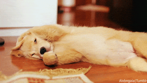 puppypu:   Puppy gifs 