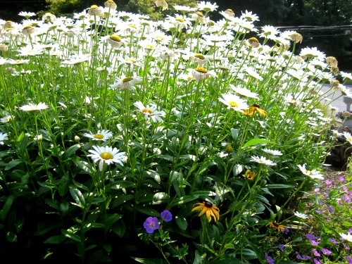 Cranes bills and Shasta daisies, seen on a walk. 